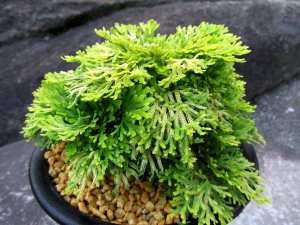 画像2: 黄華　（5号プラ）