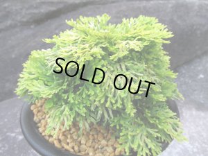 画像2: 黄華　（5号プラ）