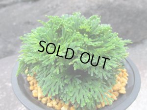 画像2: 群青錦　（4号プラ）