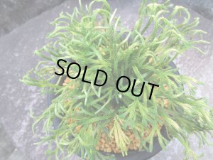 画像2: 浜千鳥　（5号プラ）