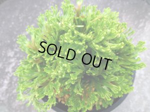 画像3: 貴王殿　（4.5号プラ）