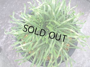 画像3: 青龍ノ斑　（5号プラ）