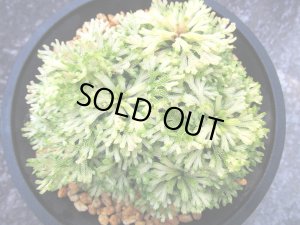 画像3: 三恵ノ華　（4.5号プラ）