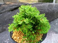 貴王殿　（4.5号プラ）