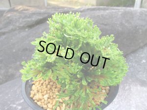 画像1: 貴王殿　（4.5号プラ）