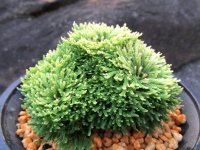 金晃殿　（4.5号プラ）