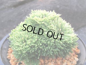 画像1: 金晃殿　（4.5号プラ）