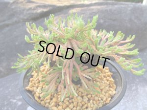 画像2: 紅孔雀龍　（4.5号プラ）