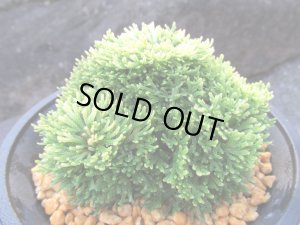 画像2: 金晃殿　（4.5号プラ）