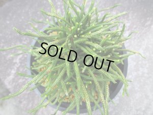 画像3: 龍尾ノ斑　（4.5号プラ）