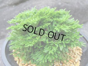 画像2: 玉獅子　（4.5号プラ）