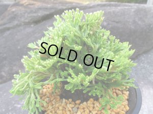 画像2: 貴王殿　（4.5号プラ）