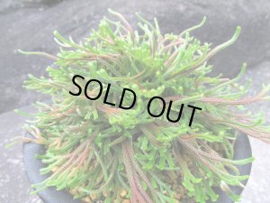 画像2: 紫炎龍　（5号プラ）