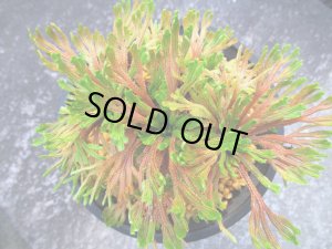 画像3: 紅孔雀龍　（4.5号プラ）