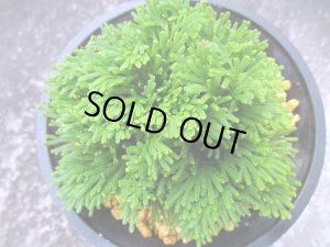 画像3: 竹田ノ誉　（4.5号プラ）