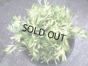 画像3: 鶴之舞　（4.5号プラ）