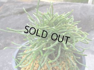 画像2: 龍尾ノ斑　（4.5号プラ）