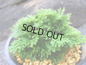 画像2: 竹田ノ誉　（4.5号プラ）