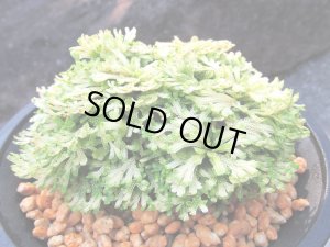 画像2: 三恵ノ華　（4.5号プラ）