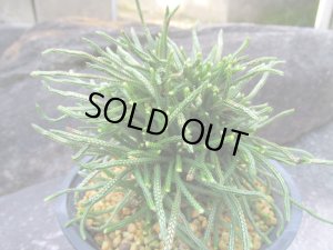 画像1: 龍尾ノ斑　（4.5号プラ）