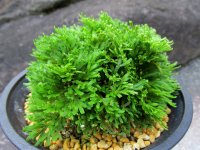 玉獅子　（4.5号プラ）