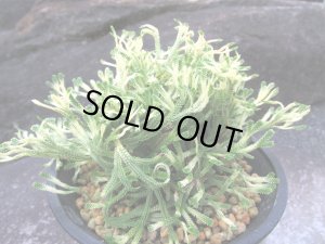 画像2: 鶴之舞　（4.5号プラ）