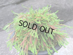 画像1: 紫炎龍　（5号プラ）