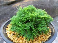 瑠璃獅子　（4.5号プラ）