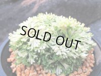 三恵ノ華　（4.5号プラ）