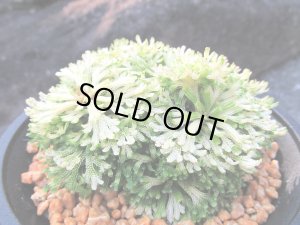 画像1: 三恵ノ華　（4.5号プラ）