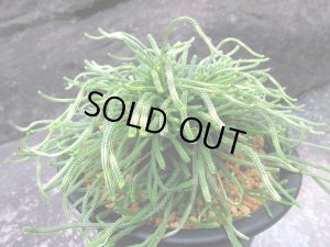 画像1: 青龍ノ斑　（5号プラ）