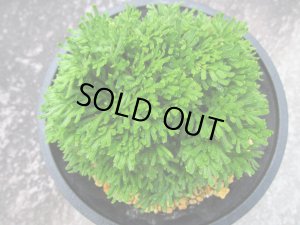 画像3: 玉獅子　（4.5号プラ）