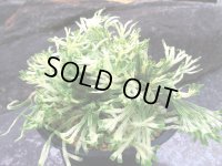 鶴之舞　（4.5号プラ）