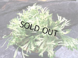 画像1: 鶴之舞　（4.5号プラ）