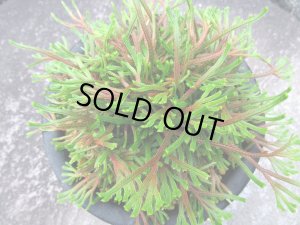 画像3: 紫炎龍　（5号プラ）