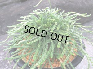 画像2: 青龍ノ斑　（5号プラ）