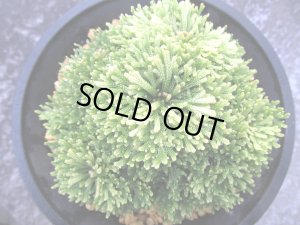 画像3: 金晃殿　（4.5号プラ）