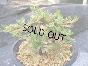 画像1: 紅孔雀龍　（4.5号プラ）