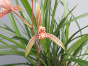 画像1: 天草小蘭　(大株開花中）