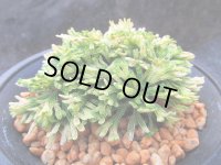 菊水殿　（4号プラ）