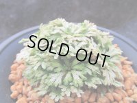 不老冠　（4号プラ）