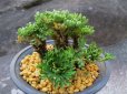 画像1: 深山牡丹　（4号プラ） (1)