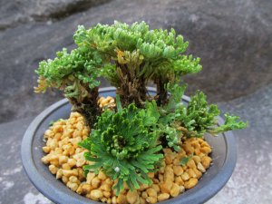 画像1: 深山牡丹　（4号プラ）