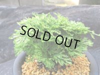 錦蜀光　（5号プラ）