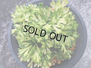 画像3: 金華山　（4号プラ）