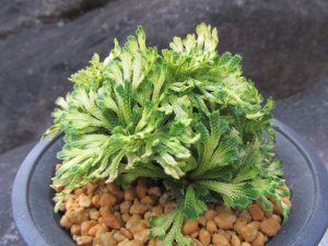 画像2: 金華山　（4号プラ）