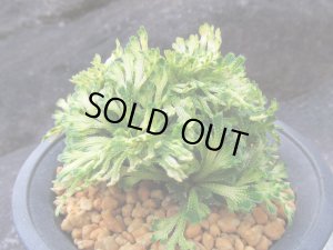 画像2: 金華山　（4号プラ）