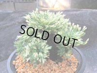 絵島　（4.5号プラ）