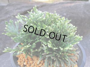 画像1: 白凰殿　（4.5号プラ）