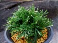 画像1: 福恵比寿　（4.5号プラ） (1)